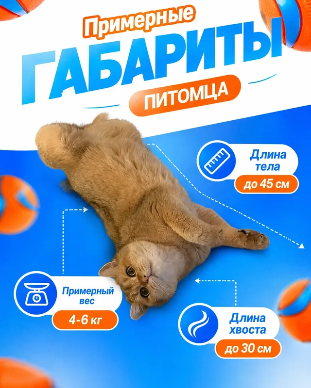 Pet product infographic